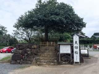 八重垣神社　夫婦椿