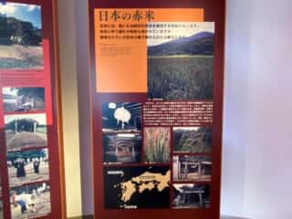 種子島 たねがしま赤米館