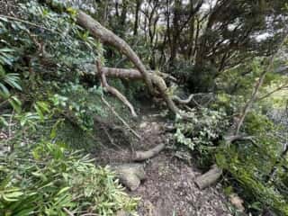 竹ケ島頂上整備工事