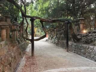 春日大社の参道