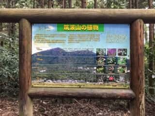 筑波山の植物