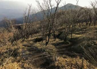 駒ケ岳 登山道