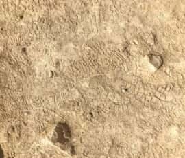 masada