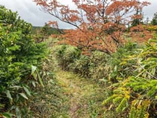 八幡平登山道