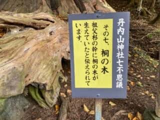 丹内山神社　七不思議その七　桐の木