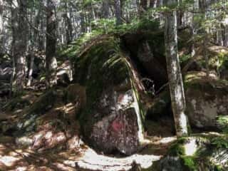 権現岳登山道