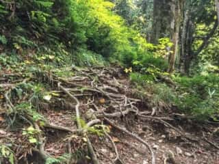 白神岳登山道