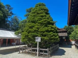 下鴨神社　媛小松