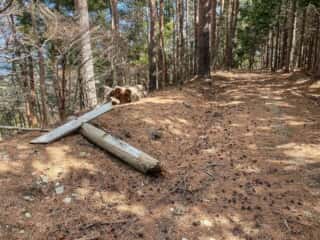 石投山 黒森山 登山道