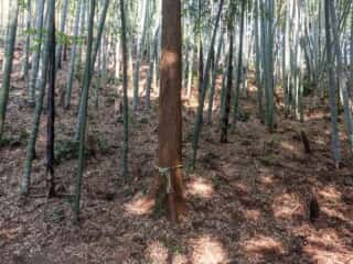 御神木の三つ枝杉