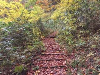 白神岳登山道
