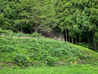 洞雲寺境内裏の大石を望む