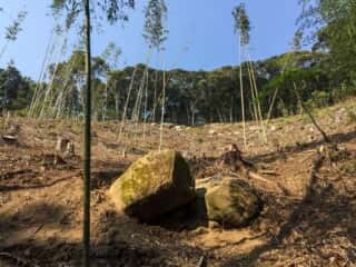 島中心部斜面の岩