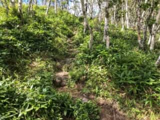 摩周岳登山道