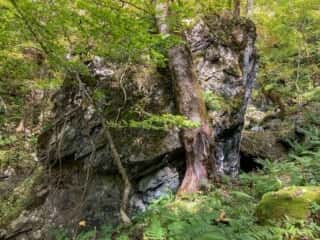 七折の滝 登山道