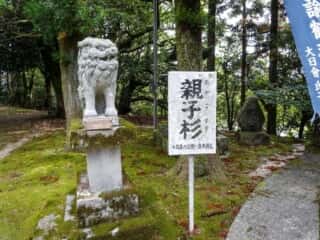 諭鶴羽山神社　親子杉