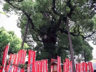 住吉大社 御神木