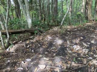 姫神山 登山道