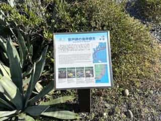 室戸岬ジオパーク
