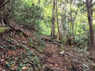 白神岳登山道