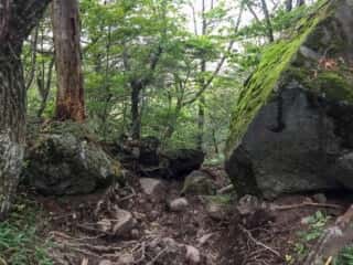 権現岳登山道