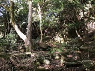 坂谷神社（鳥取県）磐座周辺