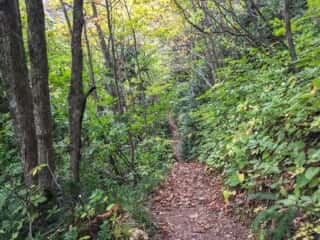白神岳登山道