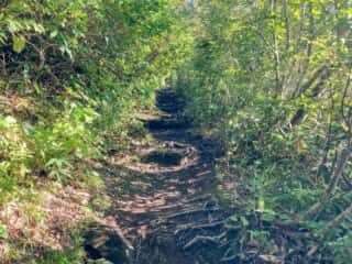 八甲田山 登山道