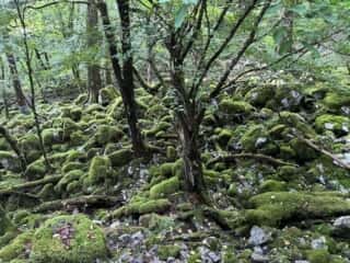 丸笹山