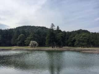 毛越寺の池