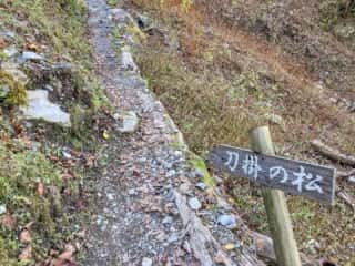 剣山 刀掛の松