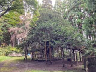 真山神社 榧の木