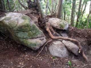 ビシャゴ磯 裏山の巨石群