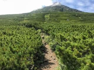 羅臼岳登山道