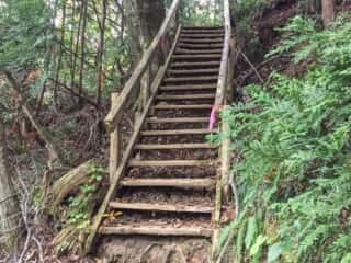白神岳登山道