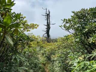 屏風岳・刈田岳 登山道