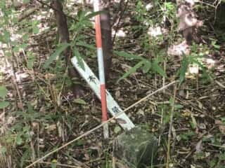 天宮さん（御内谷）周辺の道なき雑林