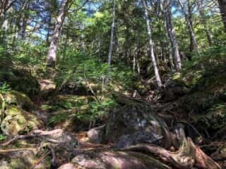 権現岳登山道