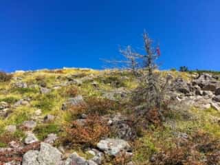 権現岳登山道