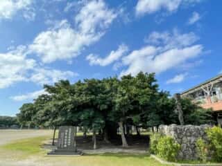 沖永良部島 日本一のガジュマル