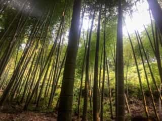 竹ヶ島の竹林