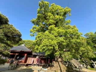 四国八十八ヶ所霊場 第68番札所 神恵院・第69番札所 観音寺