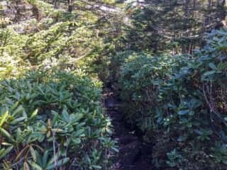 権現岳登山道