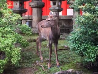 春日大社の鹿