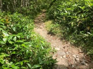 摩周岳登山道