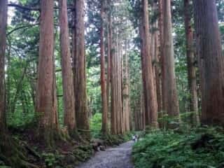 戸隠神社奥社　参道