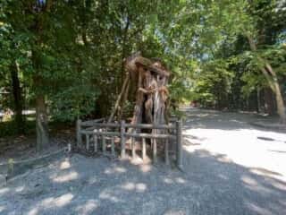 下鴨神社　御神木