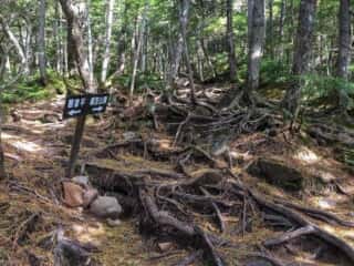 権現岳登山道