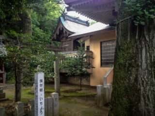 綿都美神社　いちょう御神木