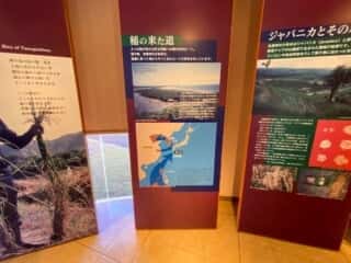 種子島 たねがしま赤米館